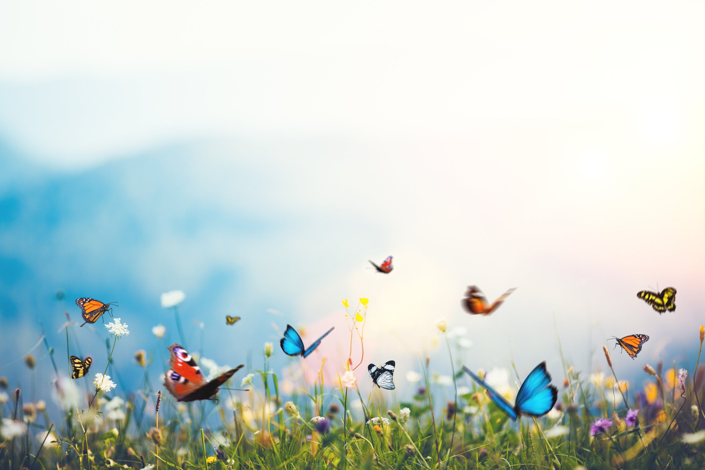 Flowers With Butterflies